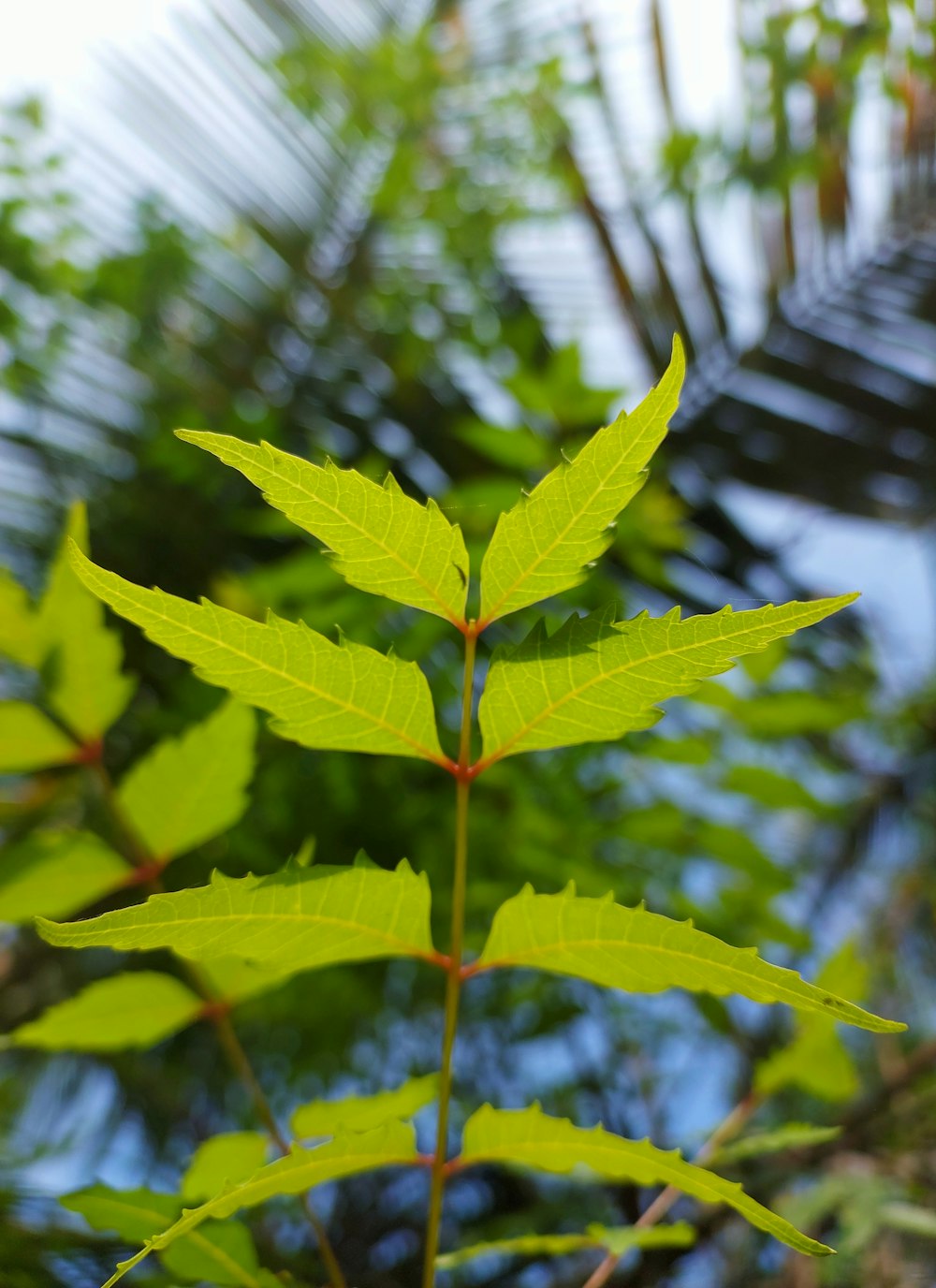 a close-up of a plant