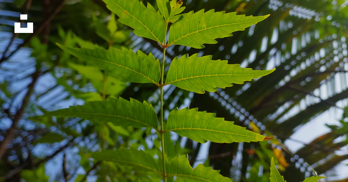 Goa Tree Image A close-up of a tree photo – Free Goa Image on Unsplash