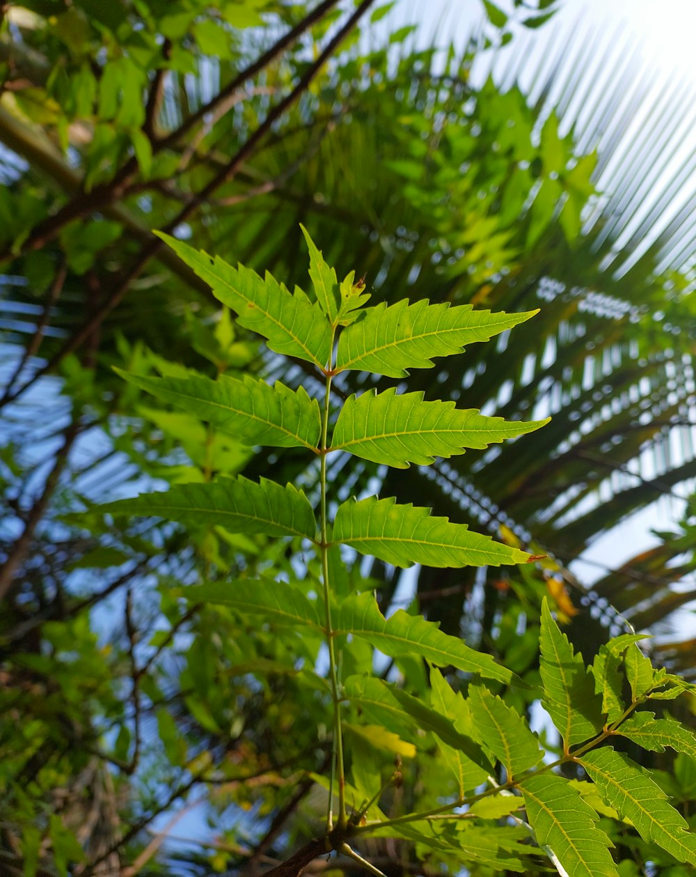 a close-up of a tree