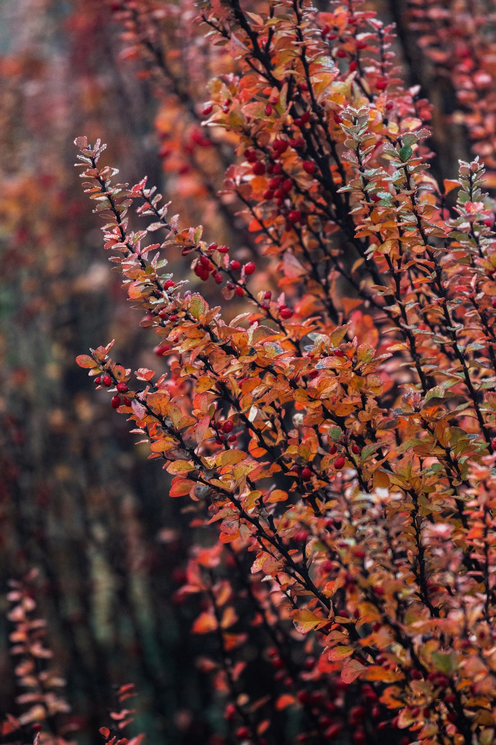 a close up of a tree