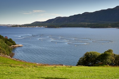 A serene coastal scene featuring multiple circular fish farming enclosures in a calm blue sea. The background consists of lush green hills and a distant island. The foreground includes a vibrant green grassy area with a few trees.