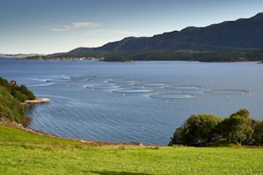 A serene coastal scene featuring multiple circular fish farming enclosures in a calm blue sea. The background consists of lush green hills and a distant island. The foreground includes a vibrant green grassy area with a few trees.