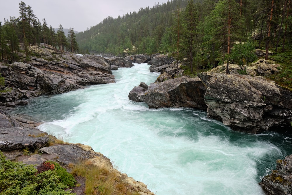 Un río con rocas y árboles