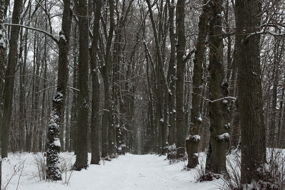 a snowy forest with trees