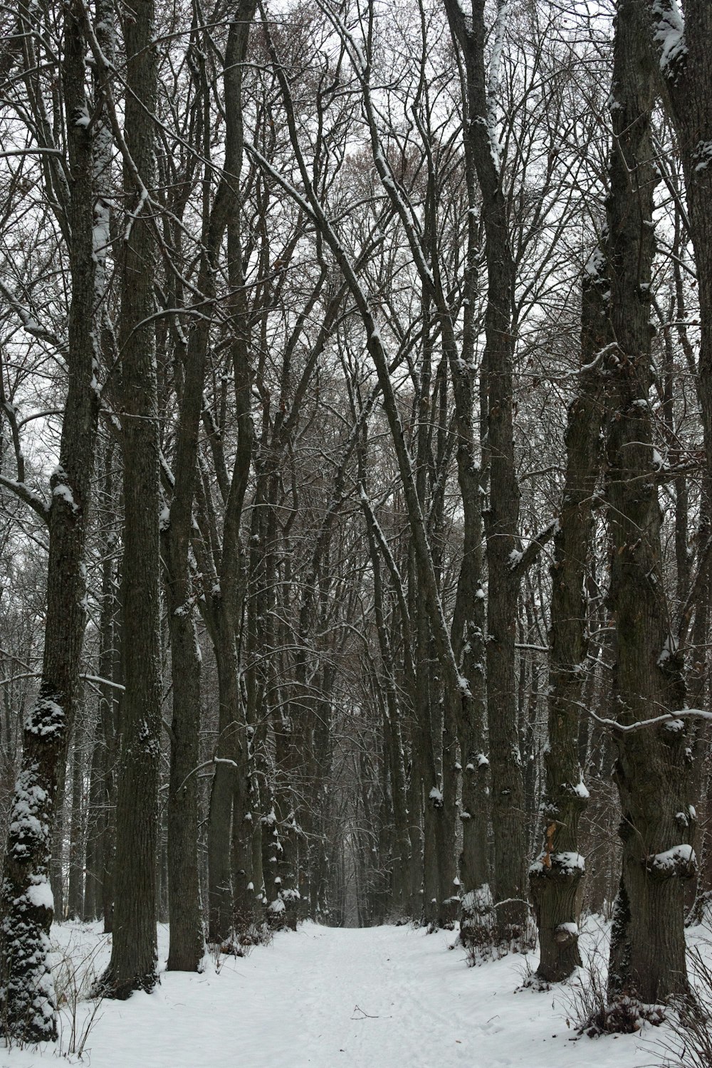 Ein verschneiter Wald mit Bäumen