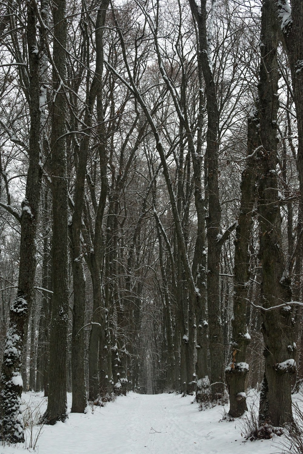 a snowy forest with trees