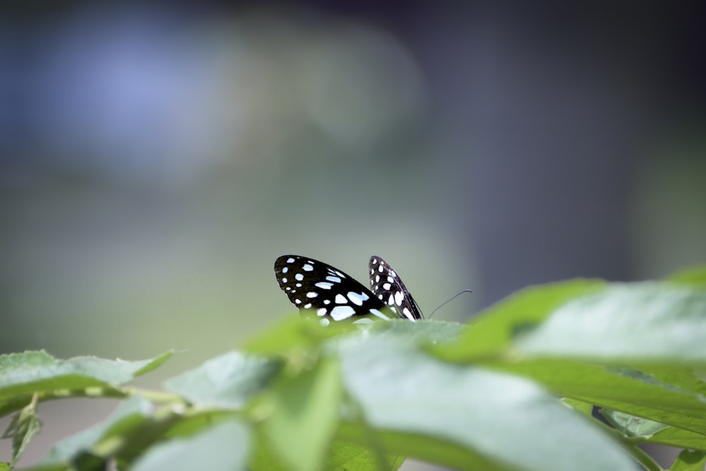 a butterfly on a leaf