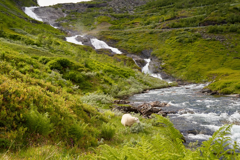 sheep grazing in a meadow