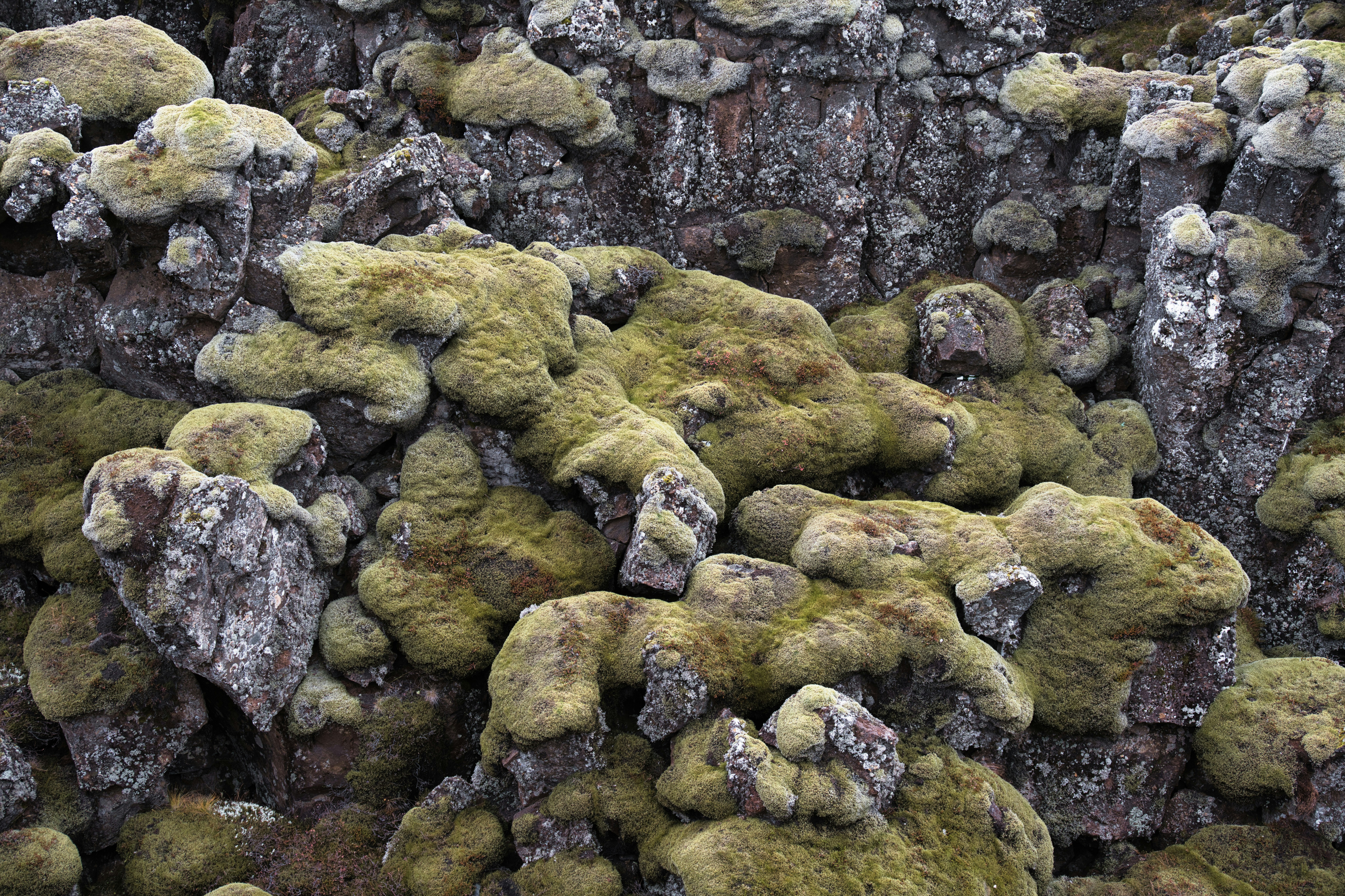 Photo by gabor_koszegi