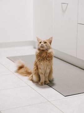 A fluffy orange cat with large ears and a thick tail sits attentively on a gray mat in a minimalist interior space. The surroundings include light-colored walls and tiled flooring.