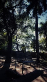 A quiet park bench framed by lush greenery and old stone walls in a hidden corner of Tlalpan.