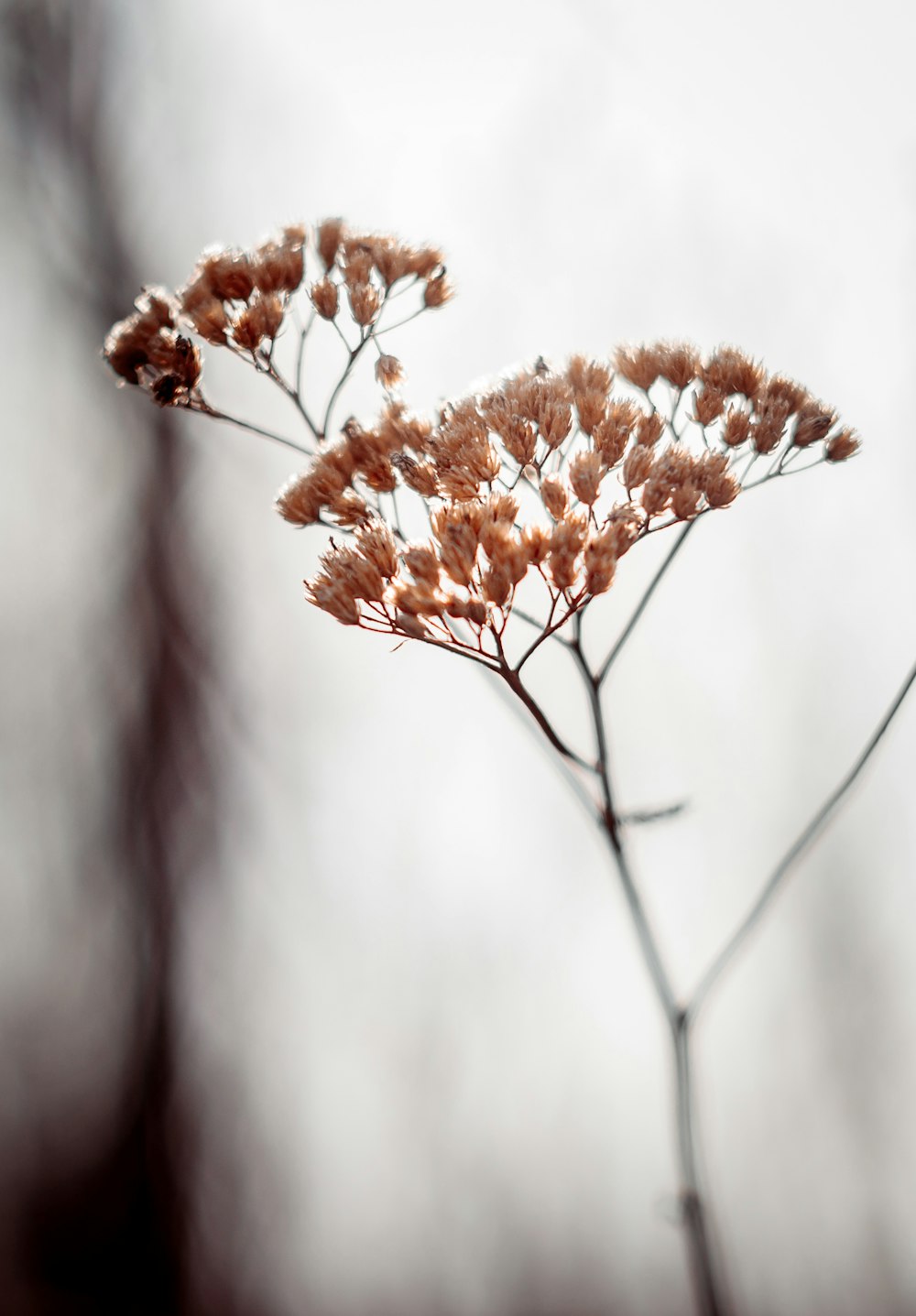 a close up of a plant