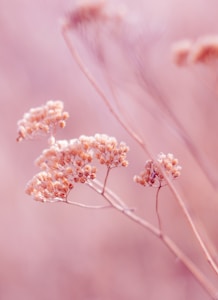 Pastel Wildflowers