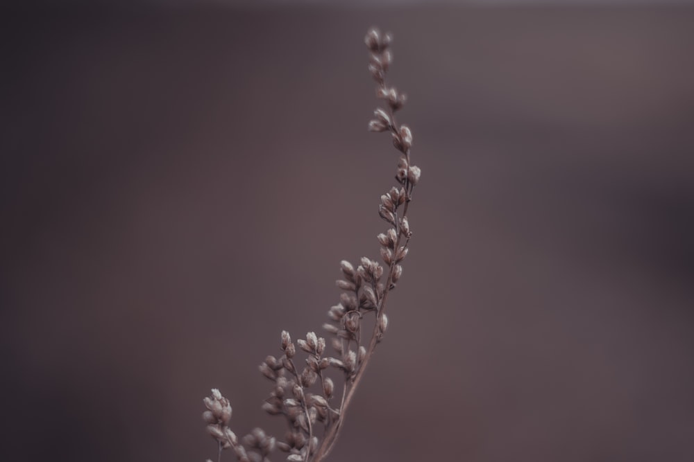 a close up of a plant