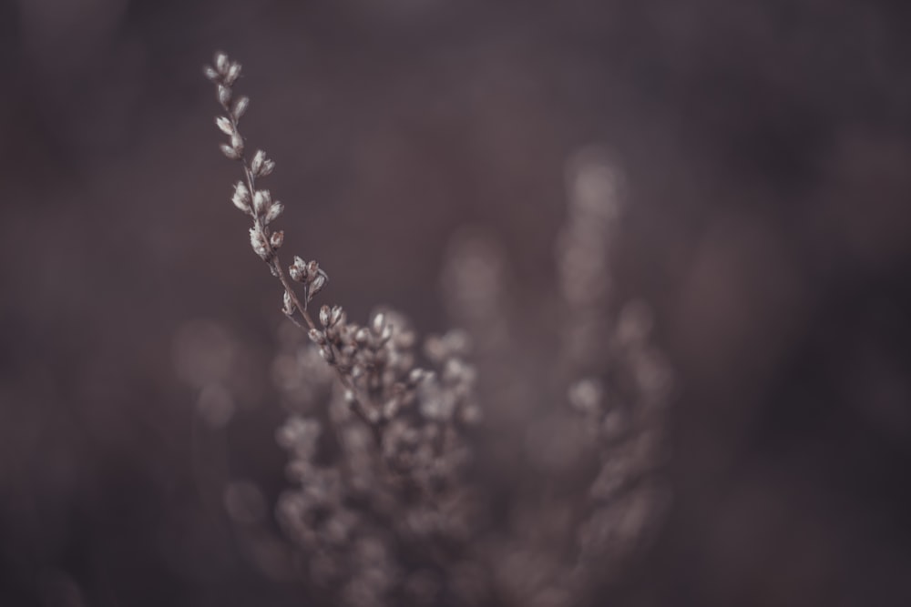 close up of a plant