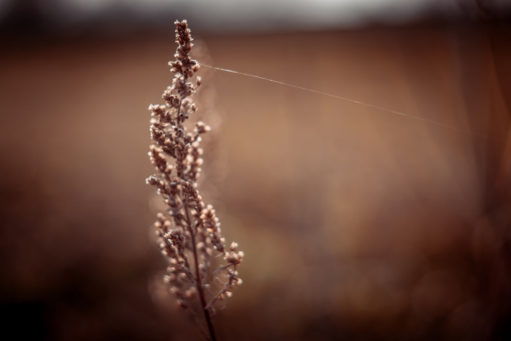 a close up of a plant