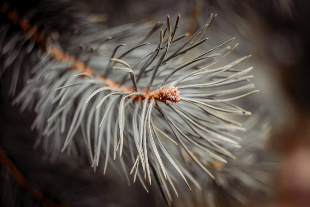 a close up of a dandelion