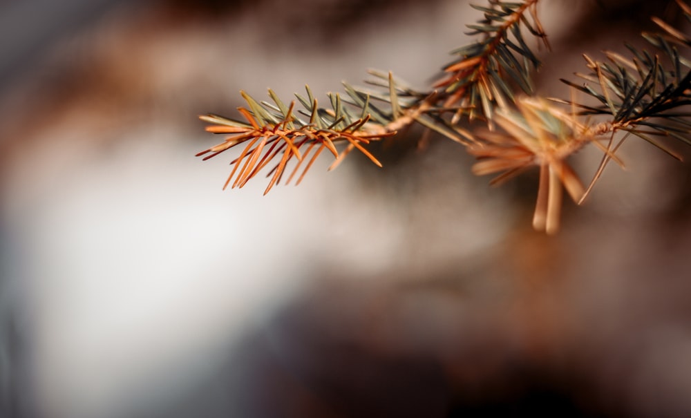 a close up of a branch with leaves