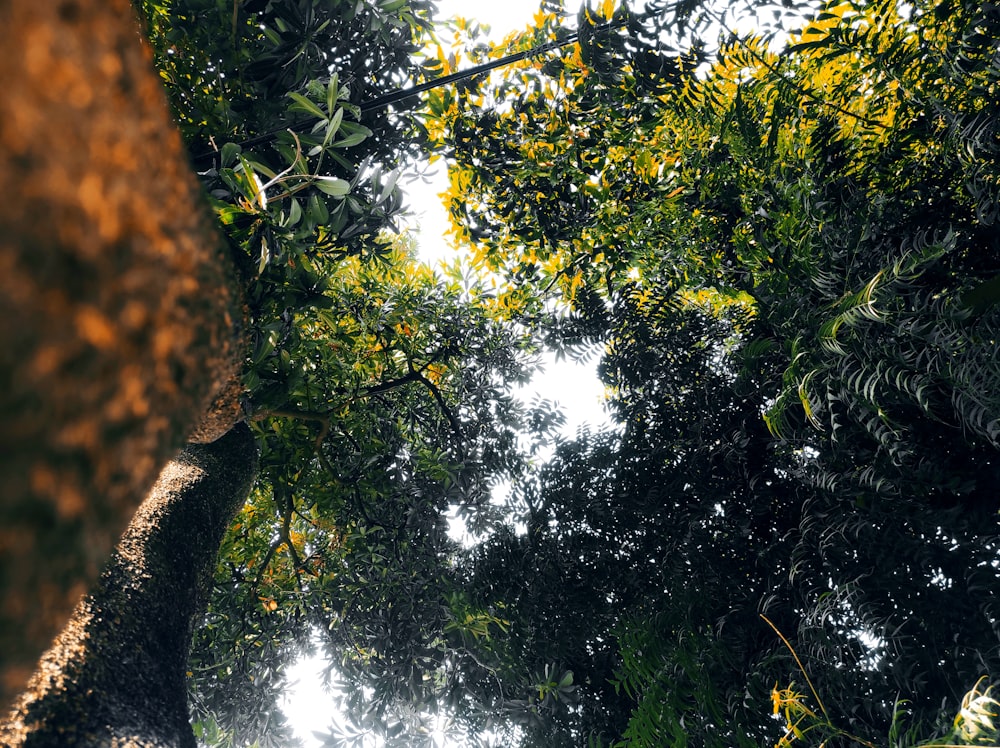 a forest with trees