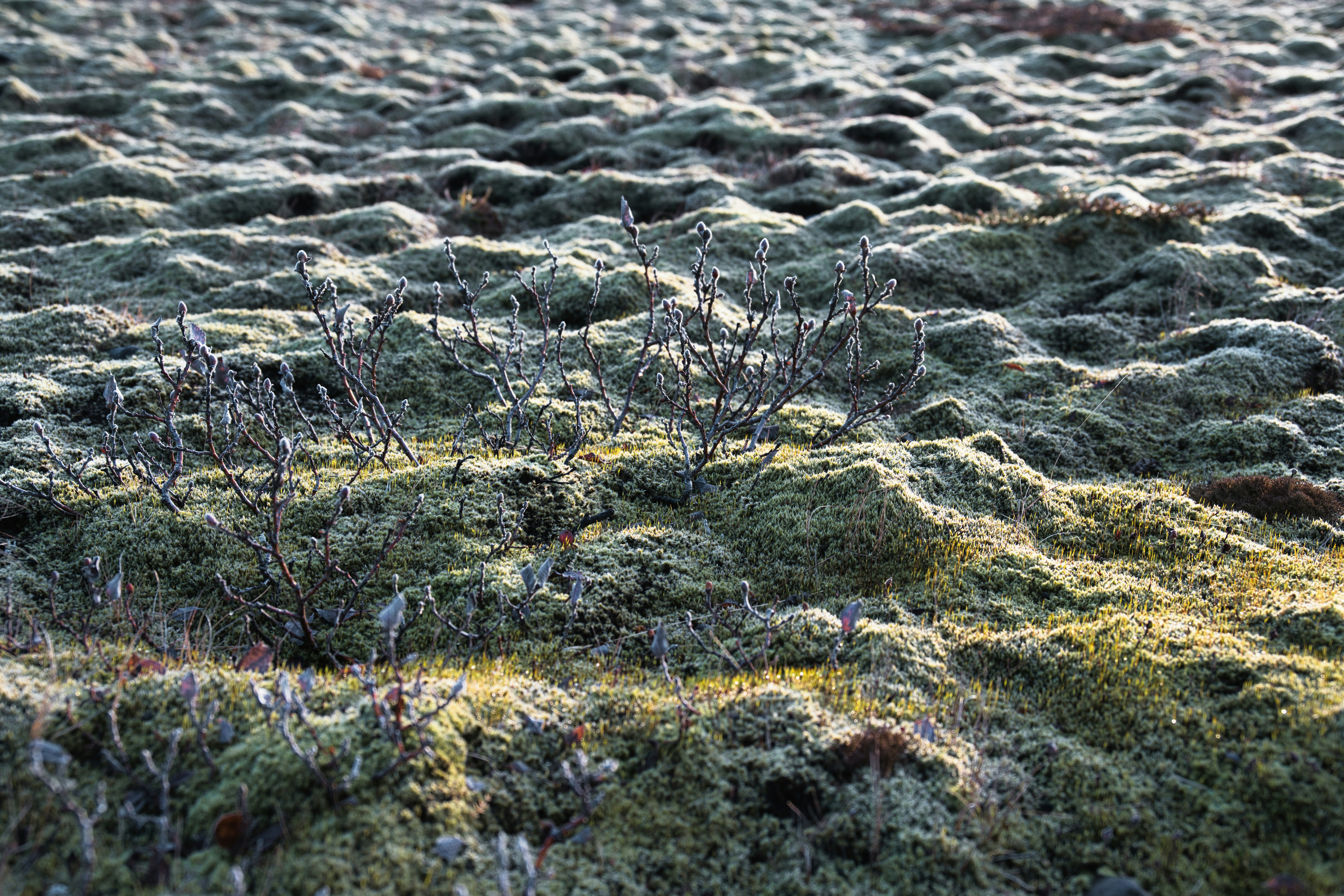 Photo by gabor_koszegi