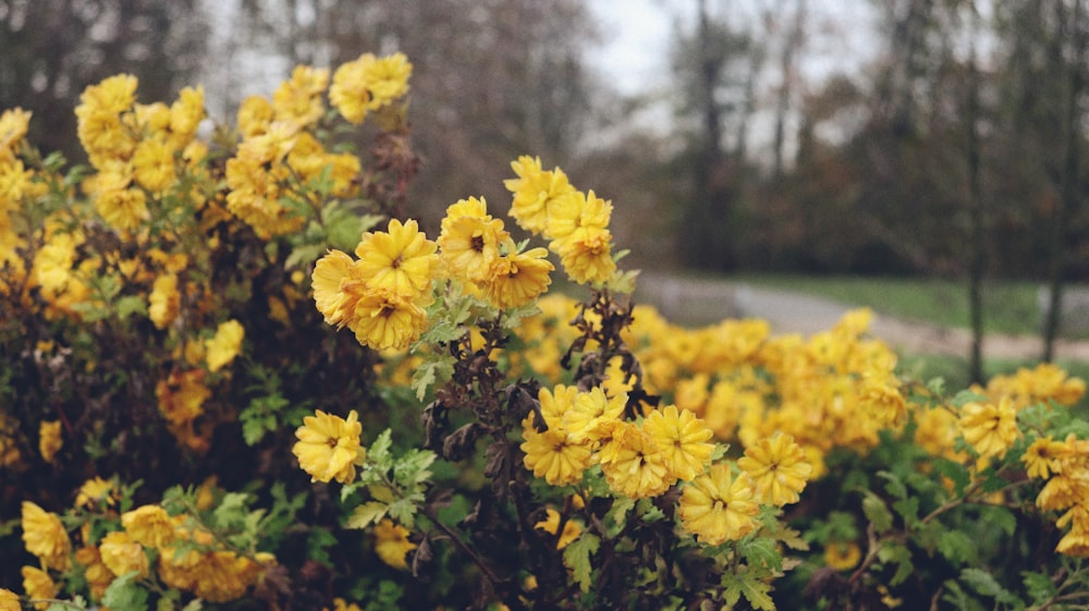 a field of yellow flowers