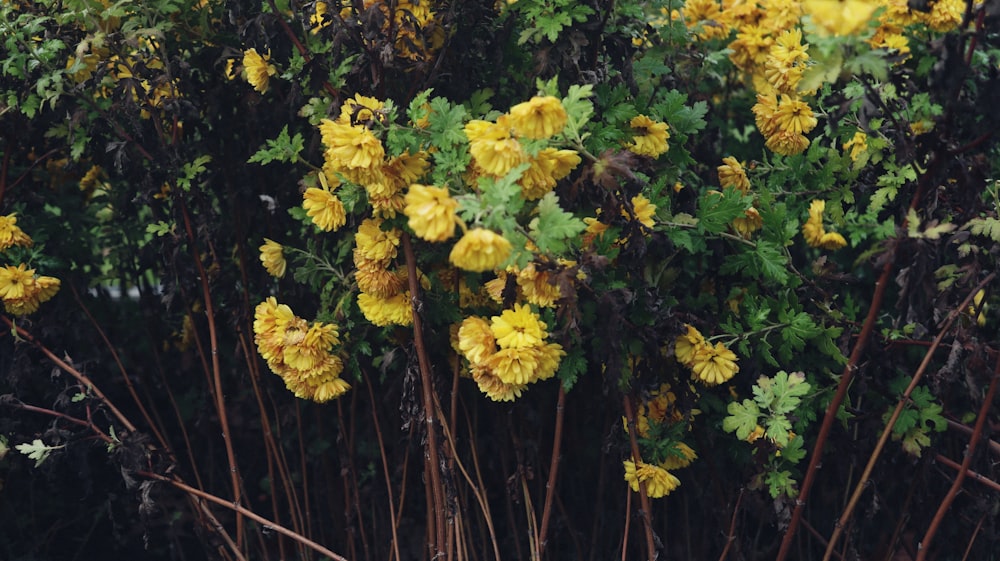 a bush with yellow flowers