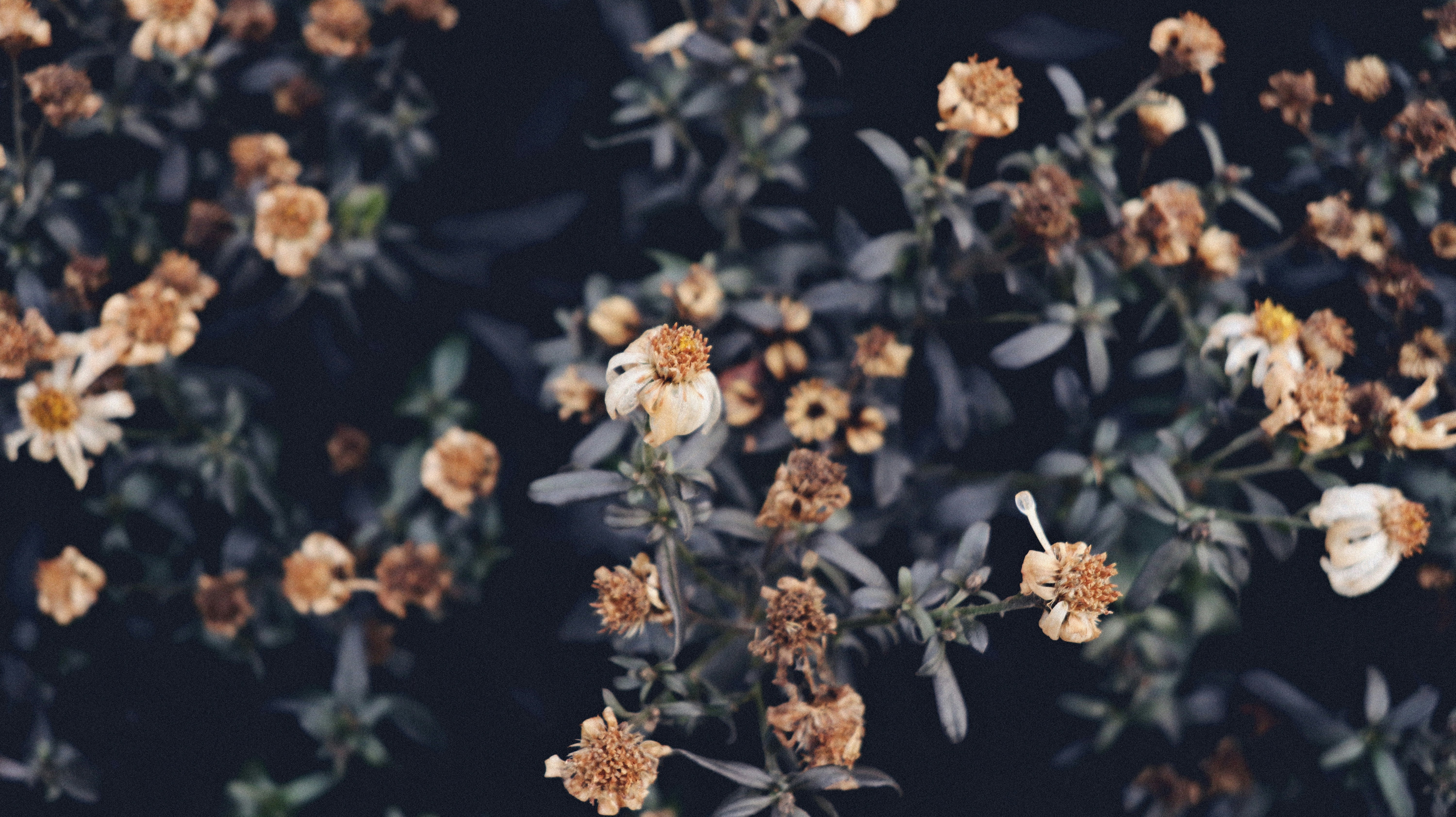 a bee on a flower
