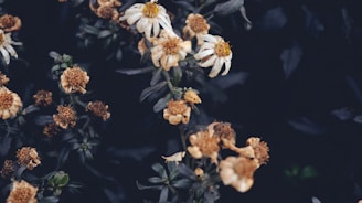 An artistic representation of the 'Bloom and Decay' theme.