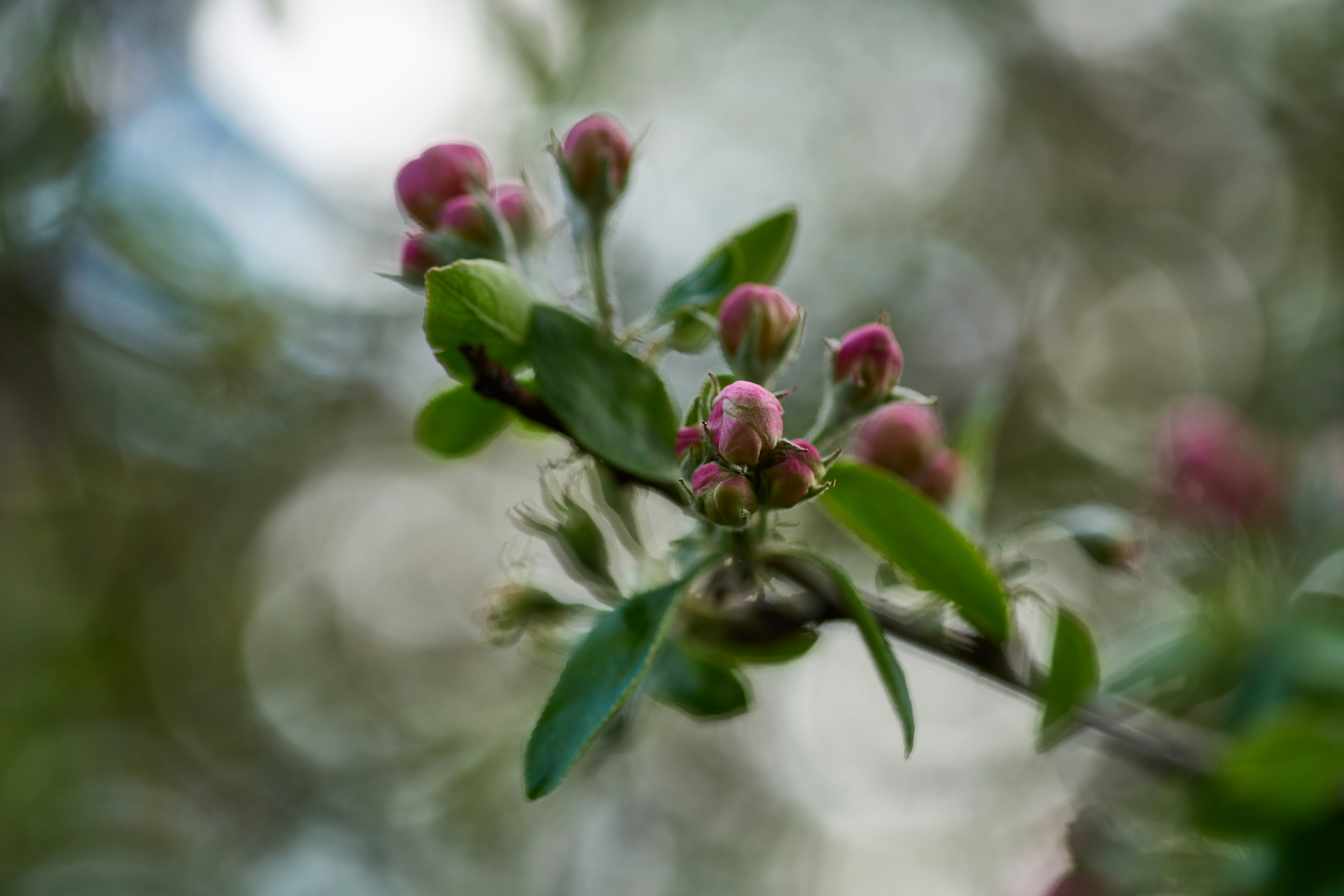 Photo by wolfgang_hasselmann