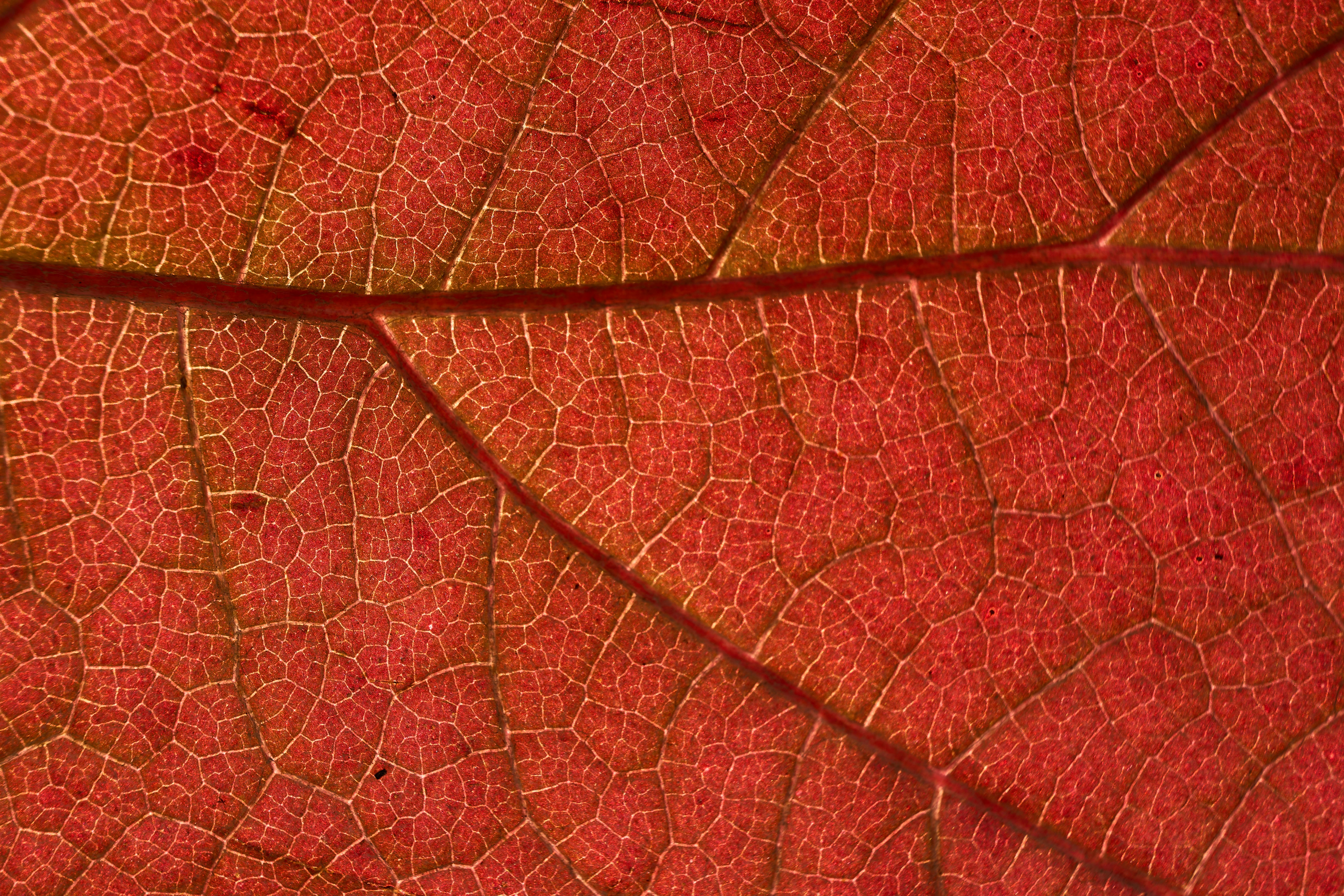 Photo by wolfgang_hasselmann