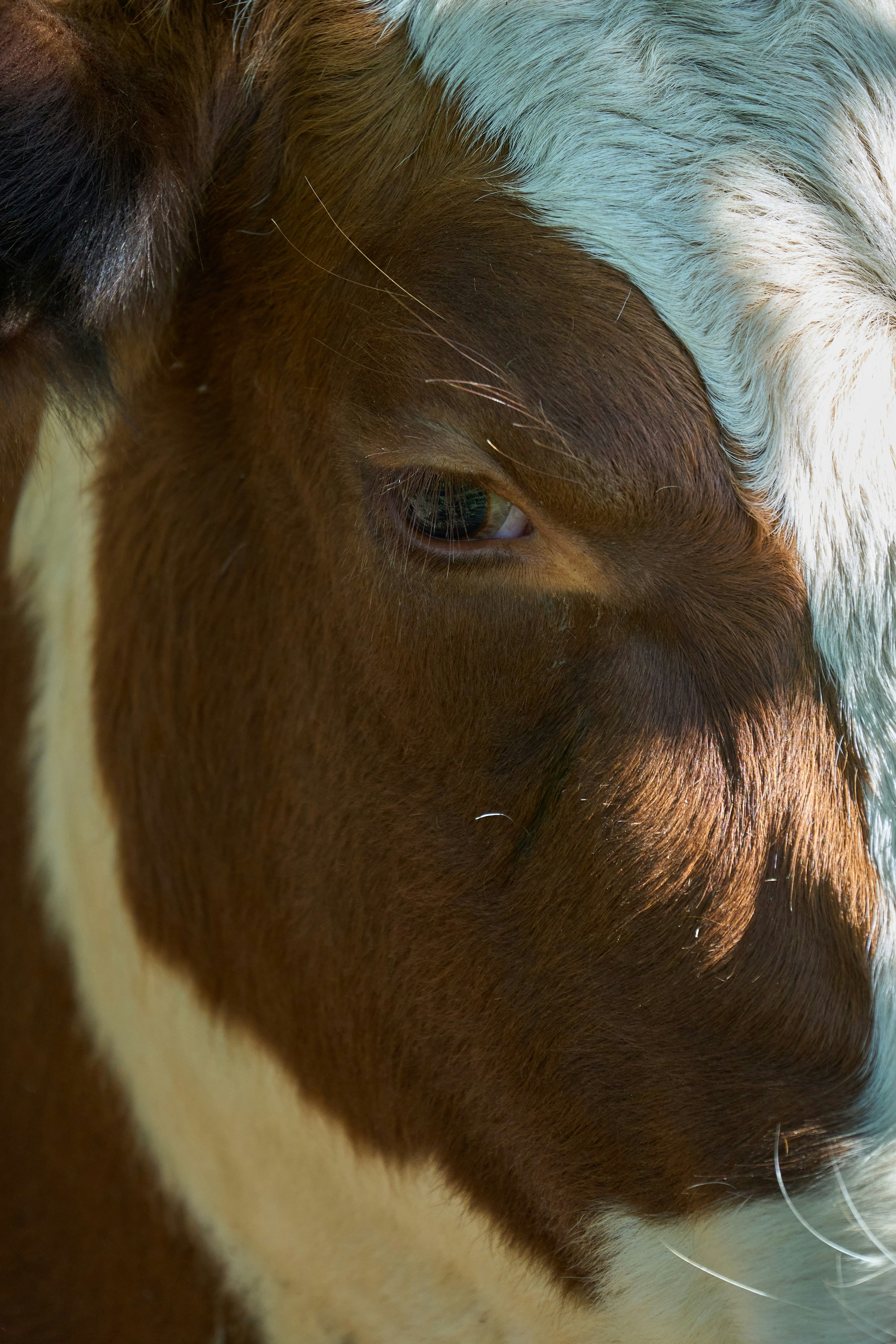 Photo by wolfgang_hasselmann