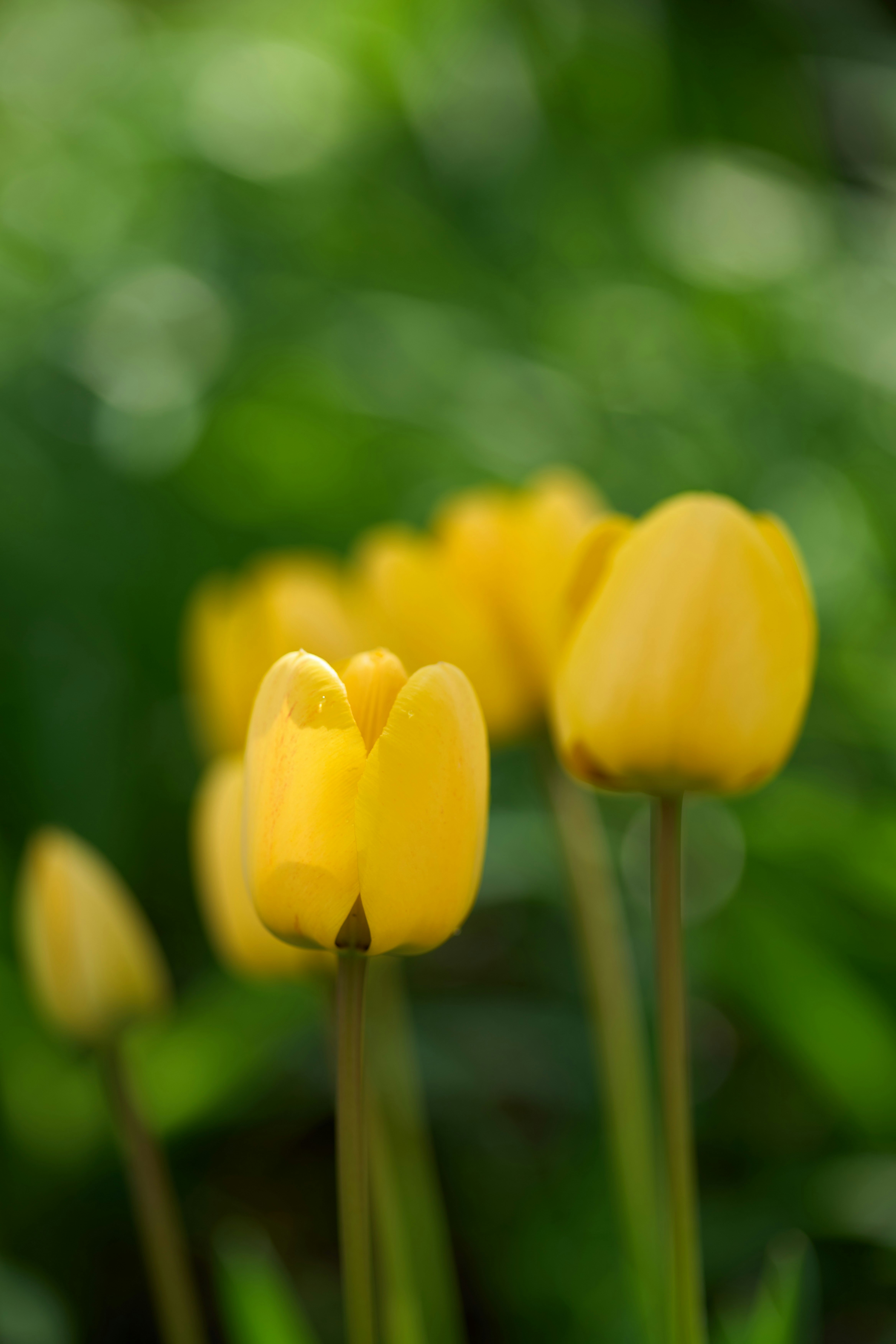 Photo by wolfgang_hasselmann