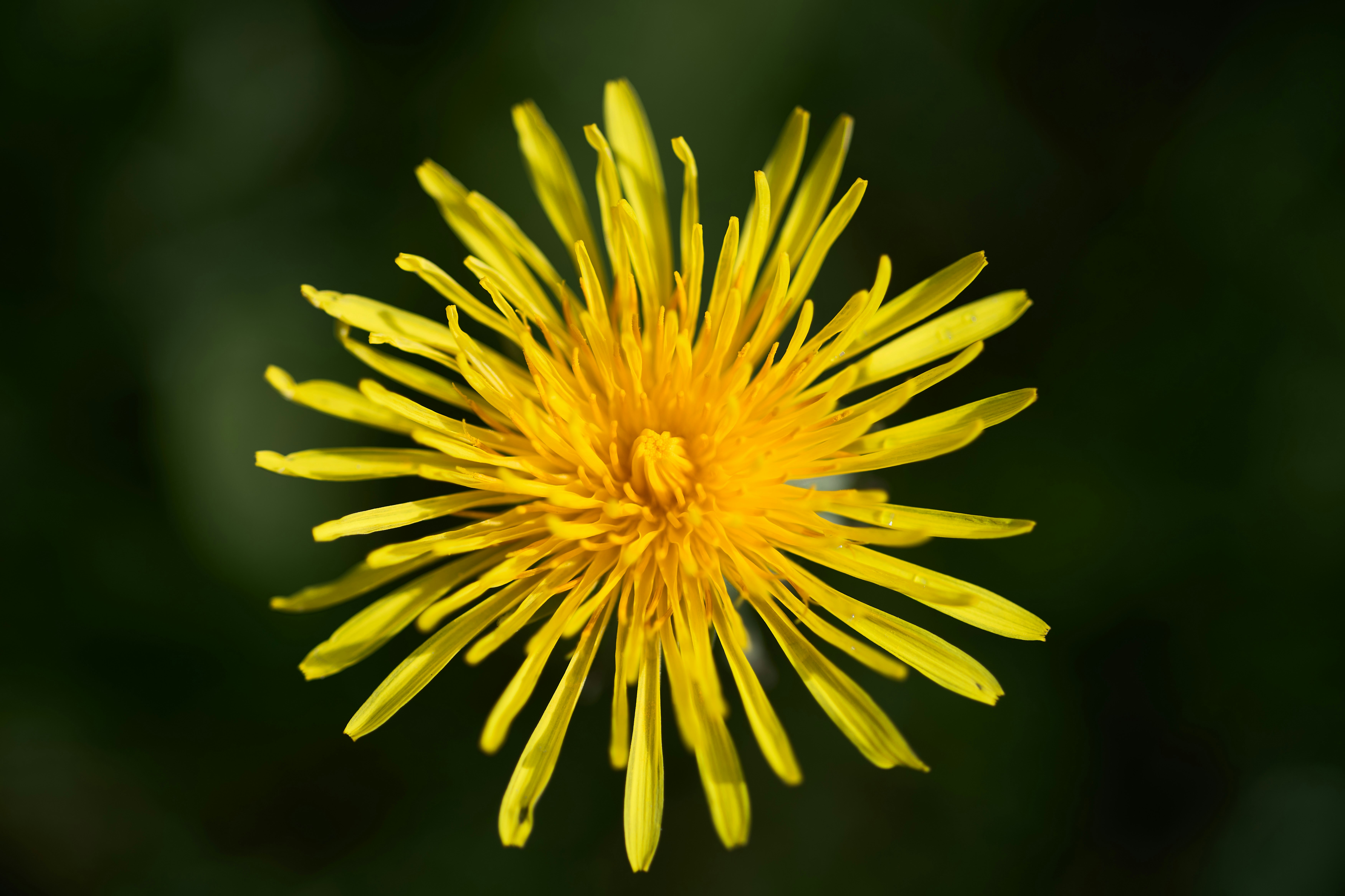 Photo by wolfgang_hasselmann