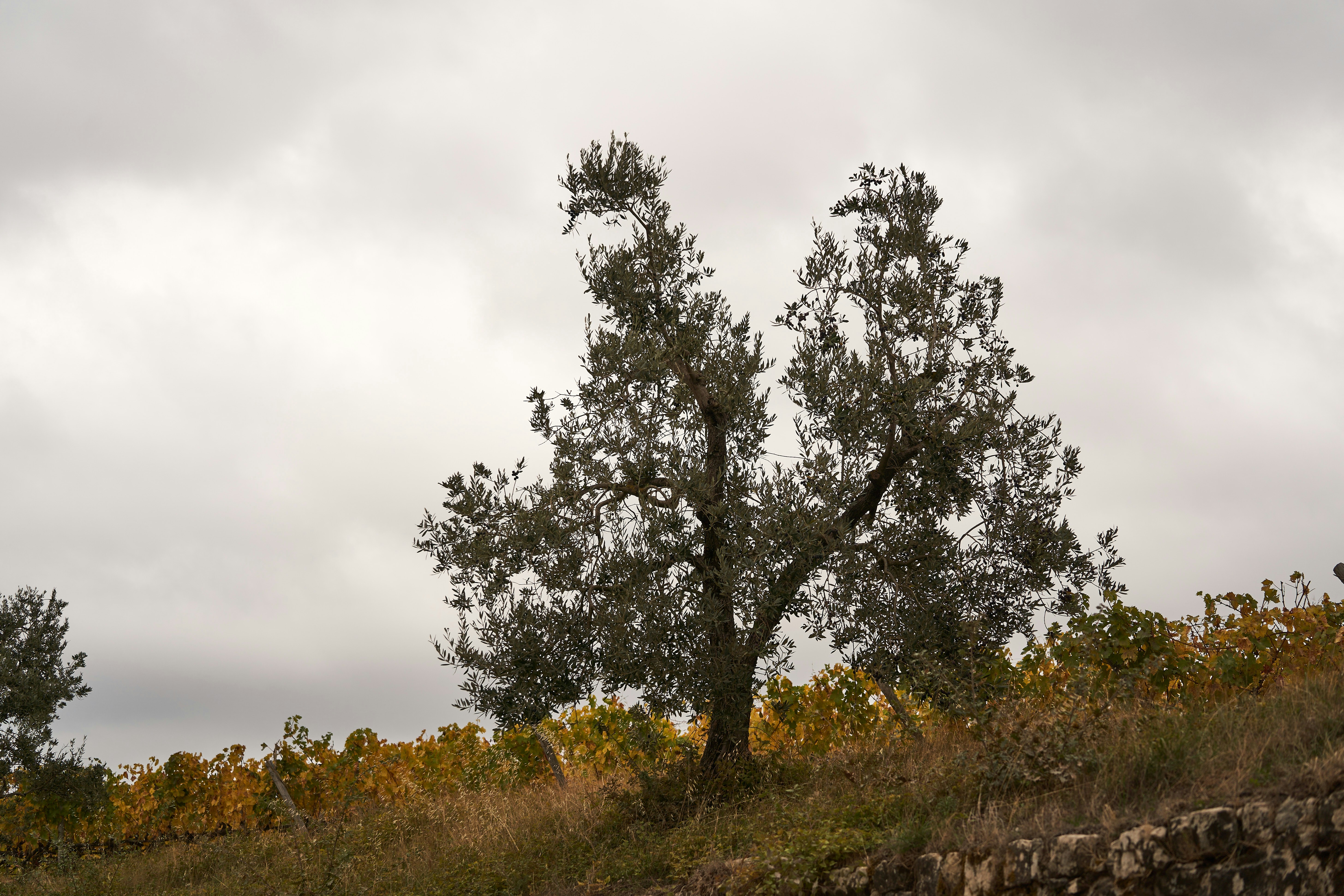 Photo by wolfgang_hasselmann