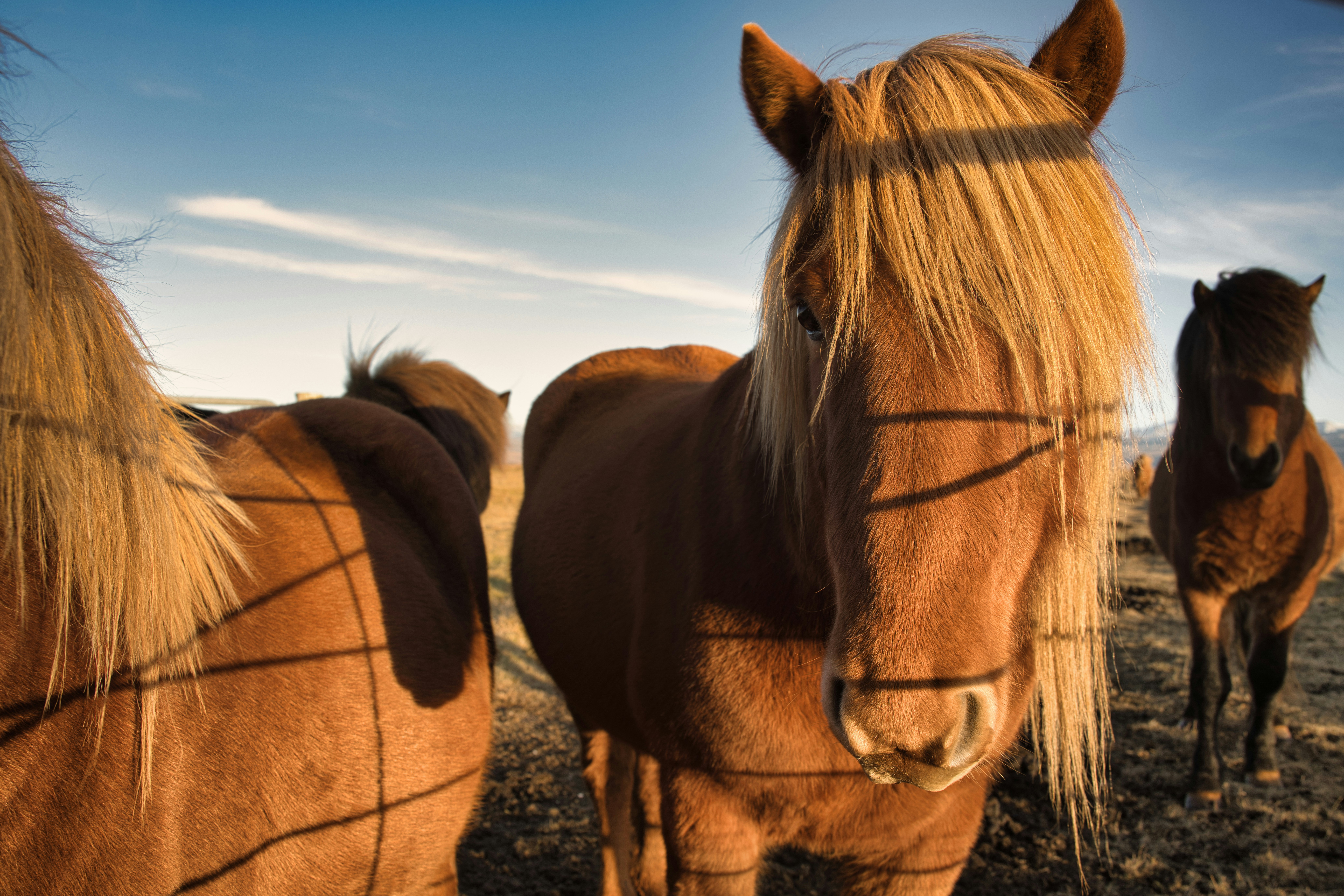 Photo by gabor_koszegi