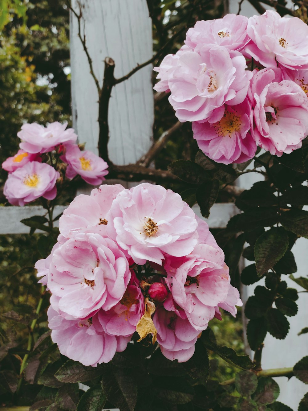 a group of pink flowers