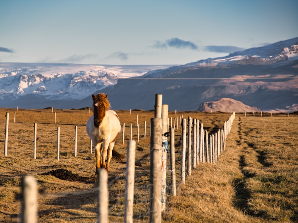 a horse standing on a fence