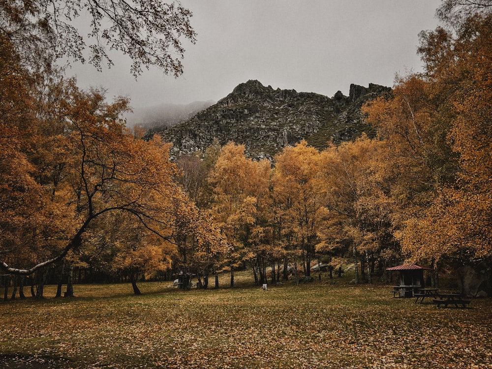 a field of trees with a mountain in the background