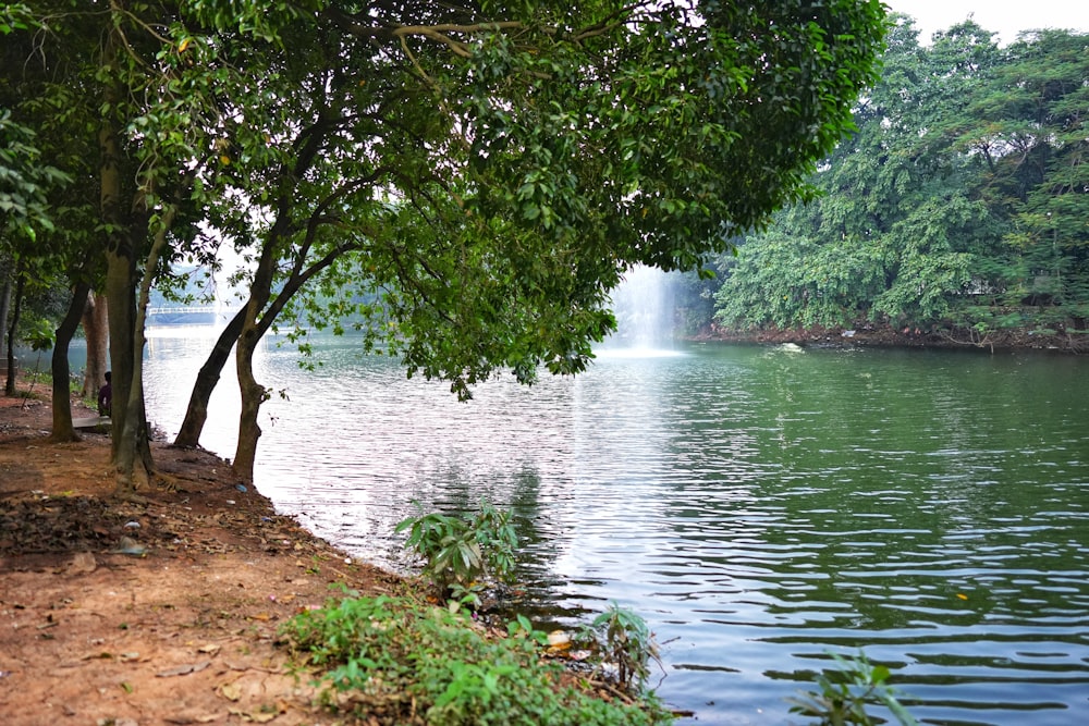 a body of water with trees around it