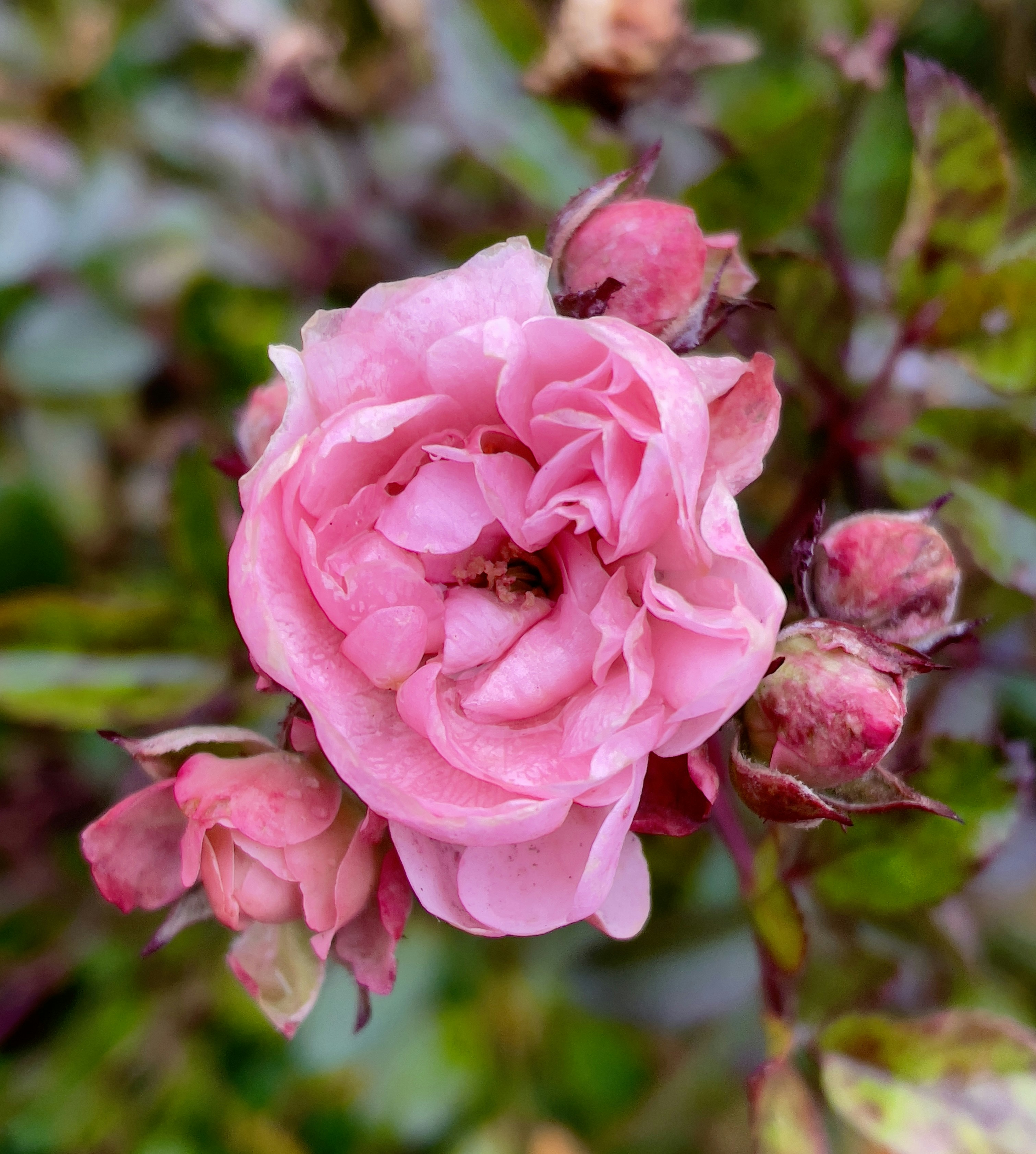 Photo by yassine_viktoriia1512