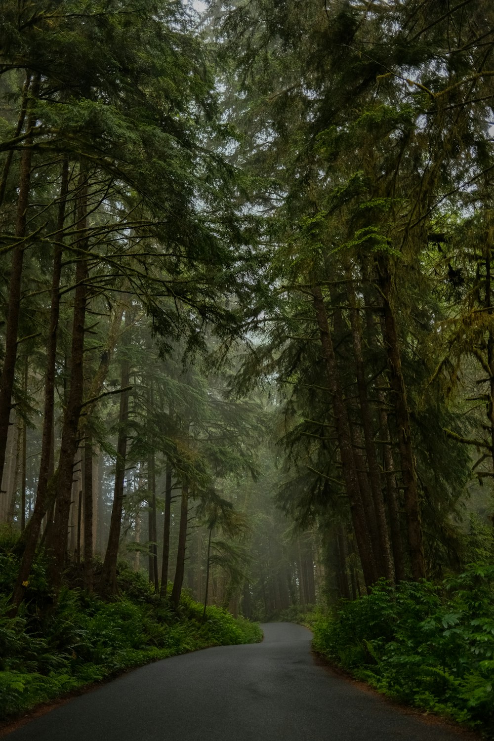 a road with trees on either side