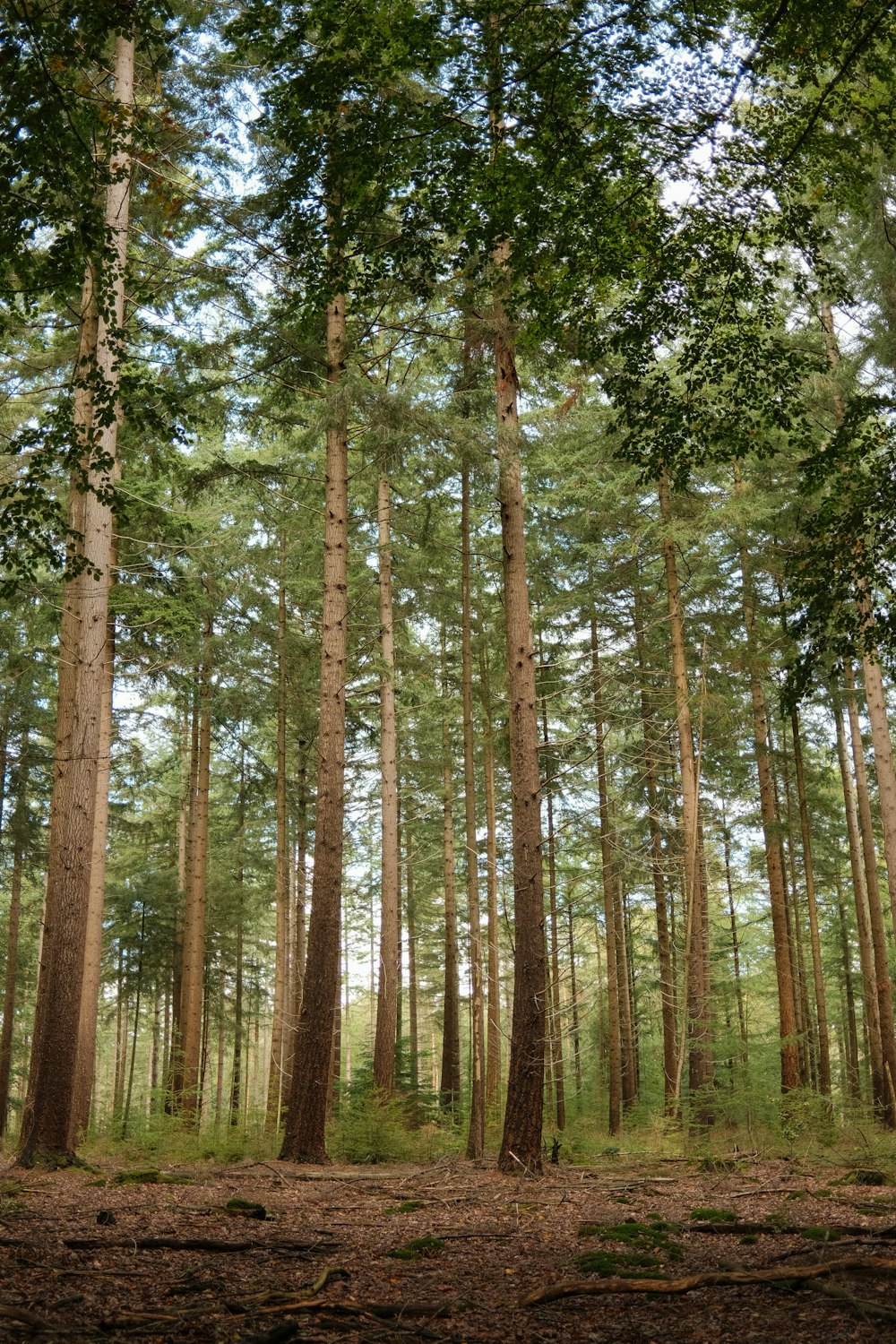 a forest of tall trees