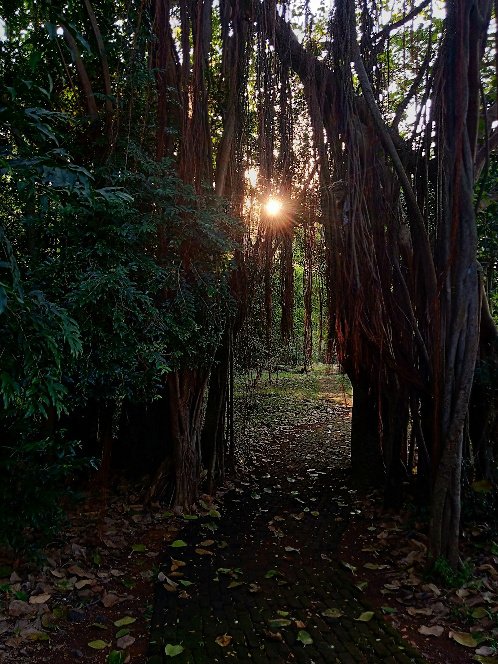 a path through a forest