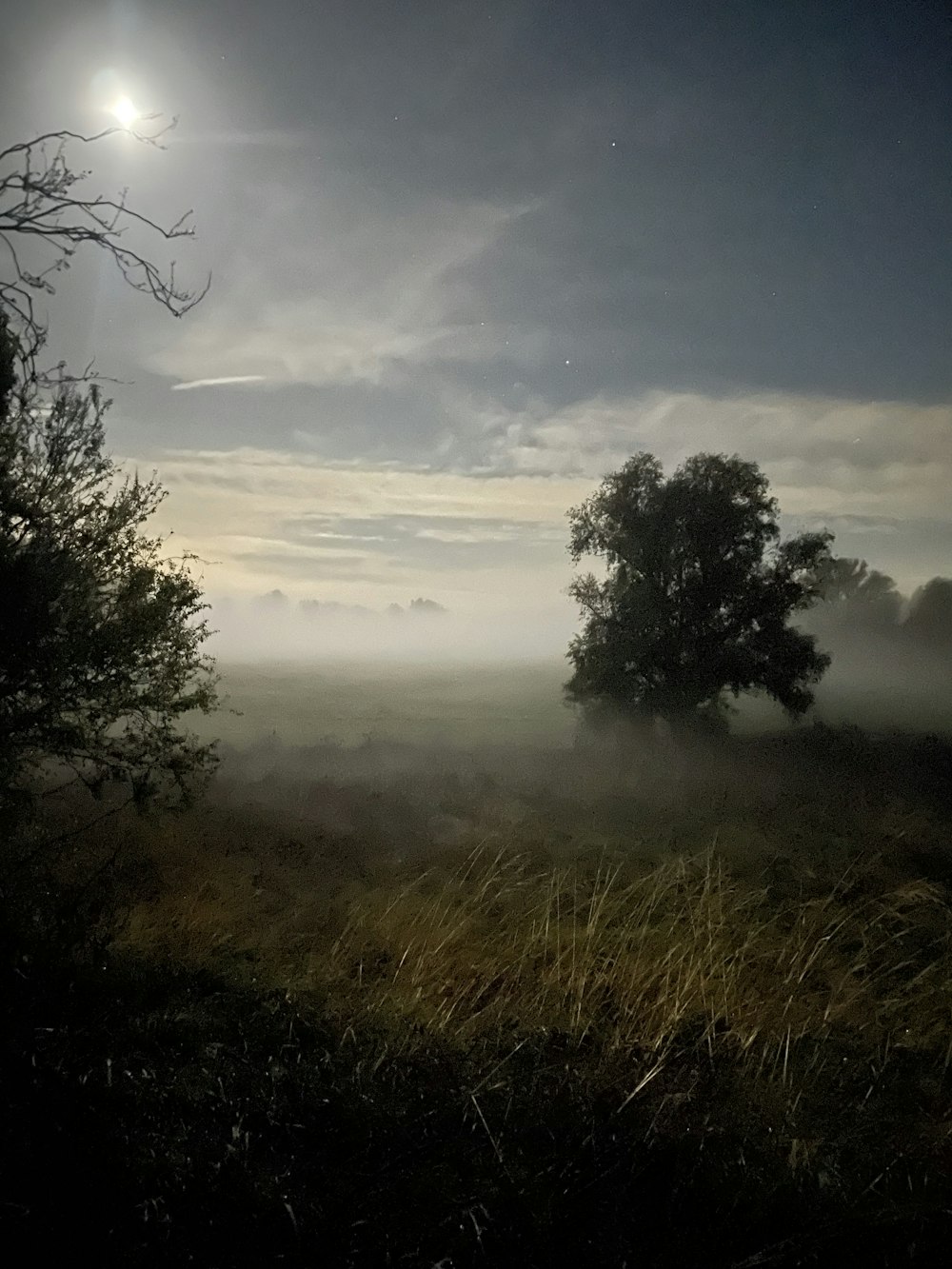 a foggy field with trees