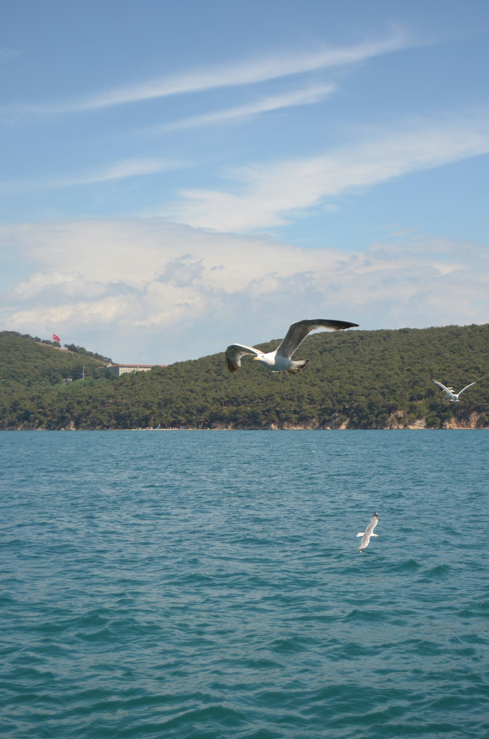 a bird flying over water