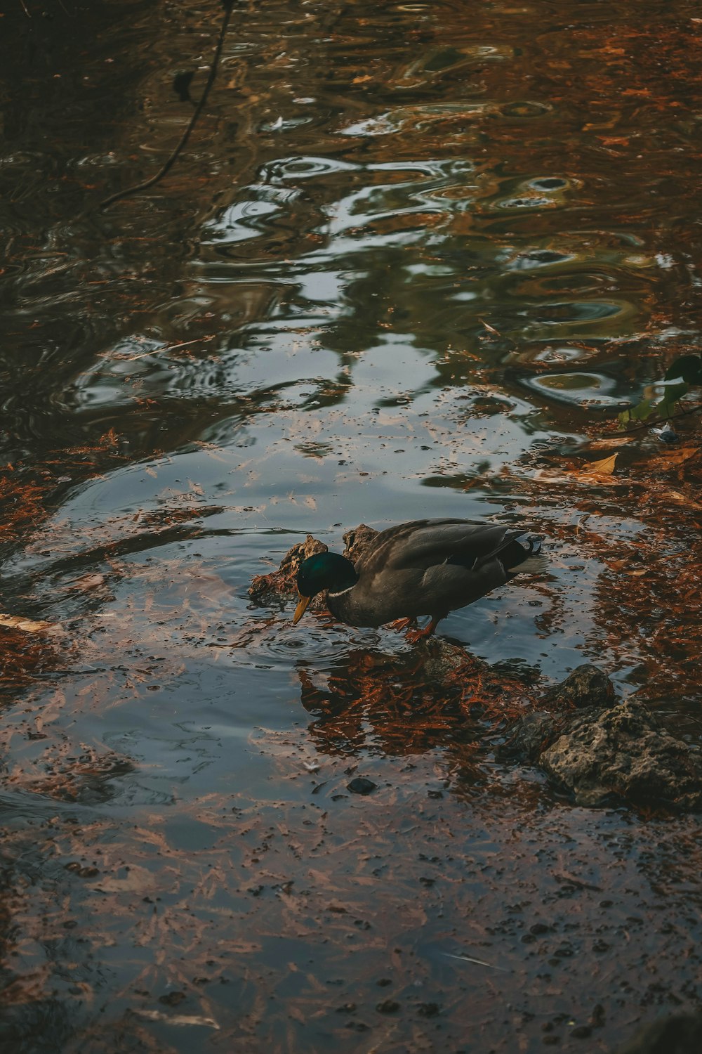 a group of ducks in a pond
