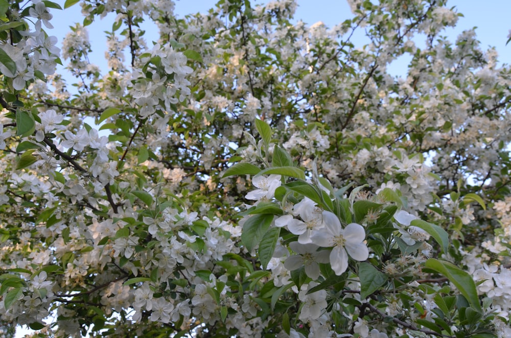 a close up of a tree with white flowers