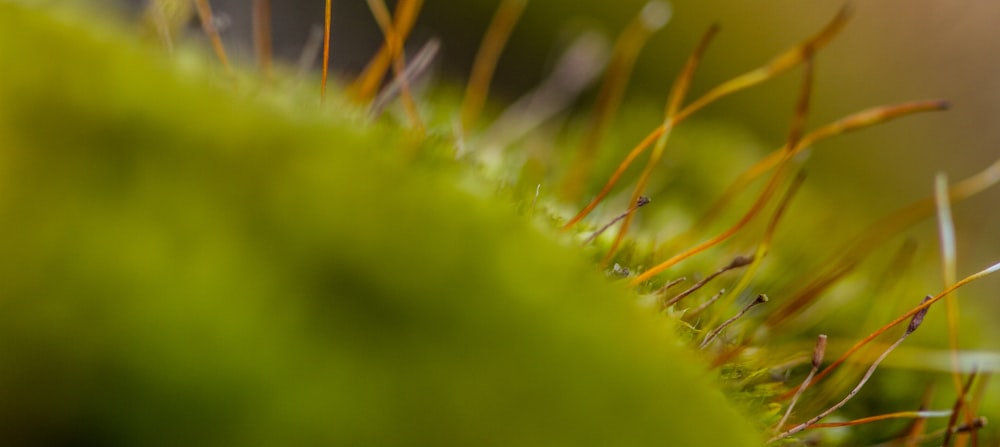 close up of grass