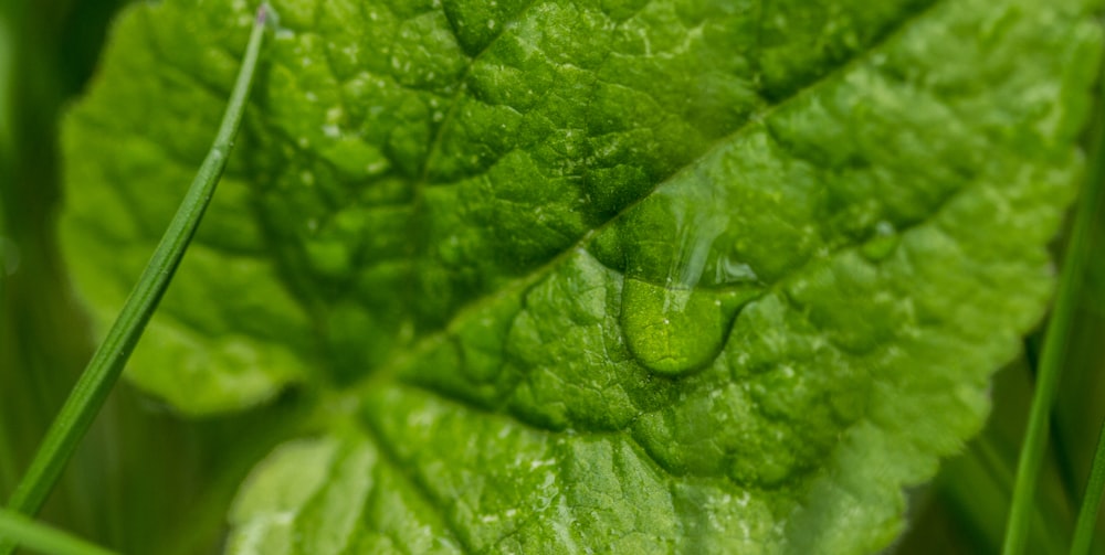 a close up of a leaf