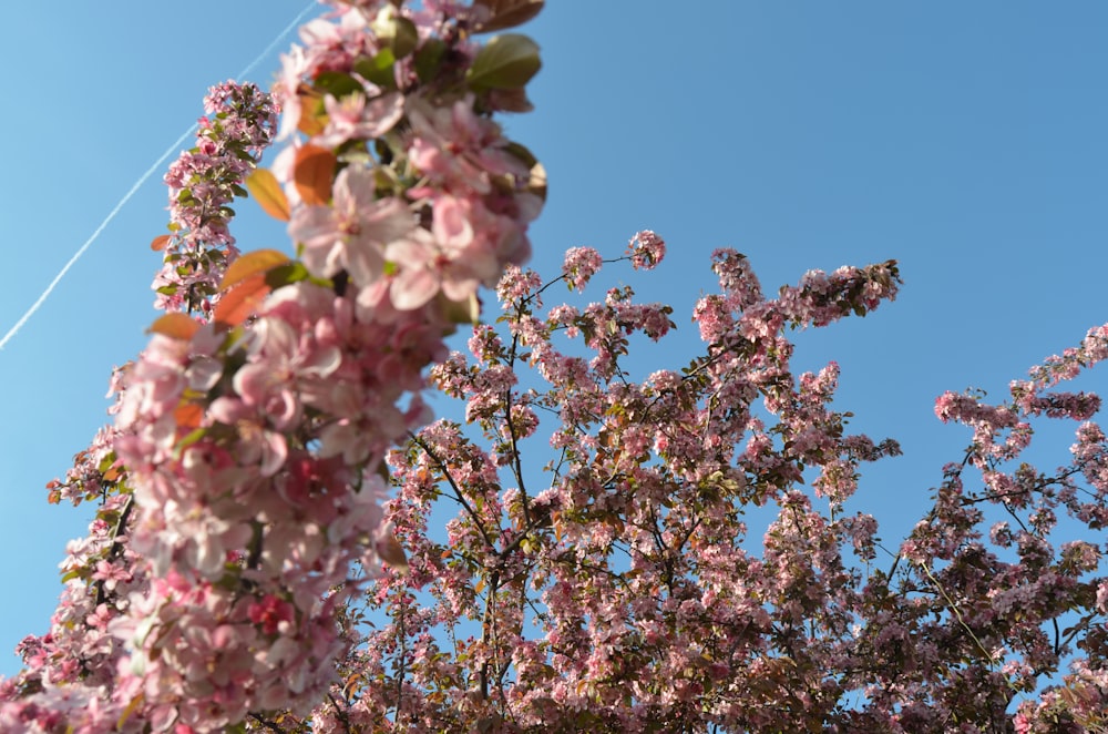 a tree with pink flowers